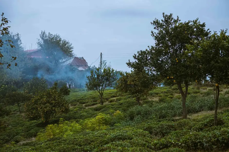FieldroostStudio Naturfotografie und Markenkommunikation